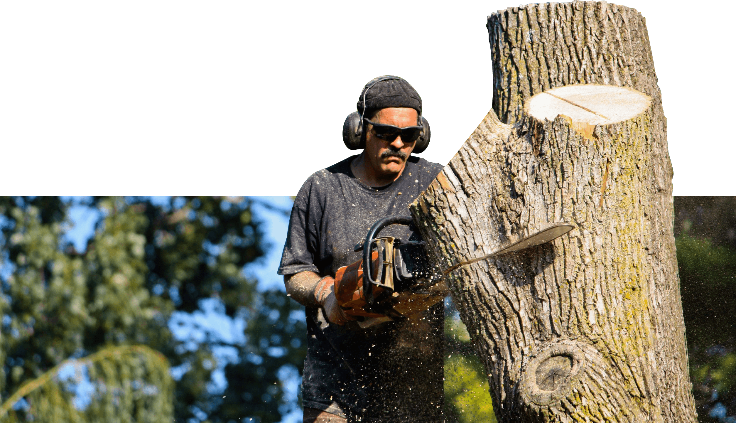 Professional Tree Services